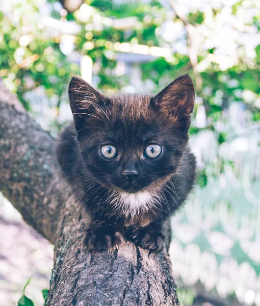 Маленький чорний кошеня у весняному саду — стокове фото