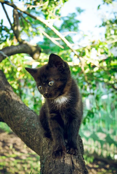 Lovely black kitten — Stock Photo, Image