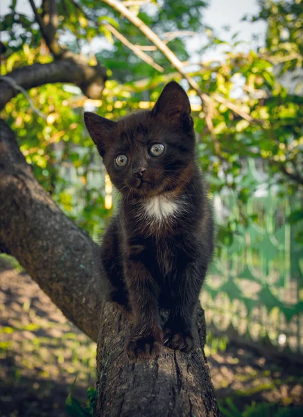 Pequeño gatito negro en un árbol frutal de primavera — Foto de Stock