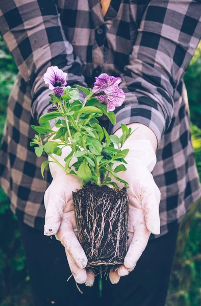 Женщина-садовница с капустой цветущей петунии в руках — стоковое фото