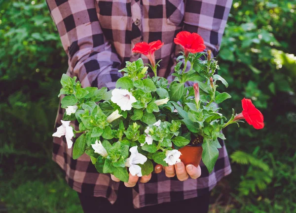 Jardineiro mulher e petúnias multi-coloridas brilhantes — Fotografia de Stock