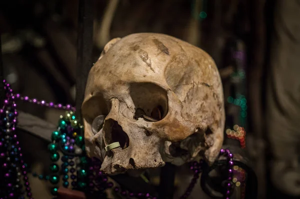 Kafatasları ve kemikleri. Voodoo Tarih Müzesi, New Orleans, Louisiana, ABD