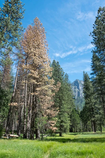 Δάση στην κοιλάδα Yosemite — Φωτογραφία Αρχείου