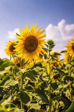 Kırsal manzara. Çiçek açması ayçiçeği
