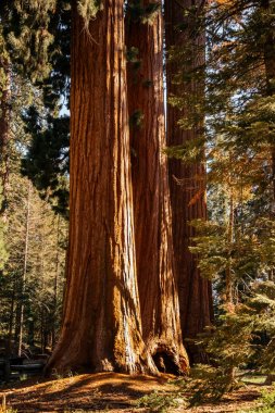 Pitoresk dev redwoods içinde Sequoia National Park