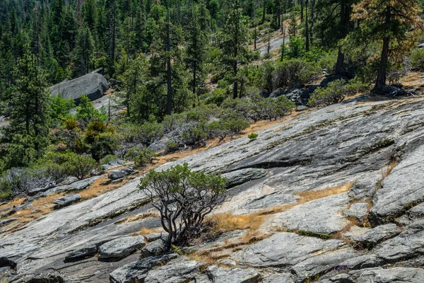 Volcanic plateau of the Yosemite Valley and the coniferous forest — Stock Photo, Image