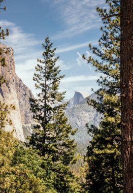 Rock El Capitan ve Yosemite orman