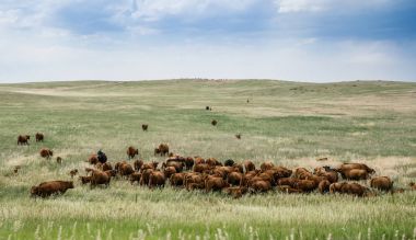 Colorado 'da geniş bir tarlada otlayan inek sürüsü. ABD 'de kırsal alan
