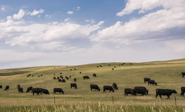 Manada de vacas pastando en un vasto campo en Colorado —  Fotos de Stock