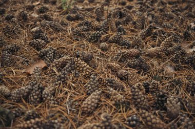 Güzel sonbahar orman. Huzur ve sessizlik. Sakin bir sonbahar sabahı ormanın içinde. Kuru iğne yapraklı koniler
