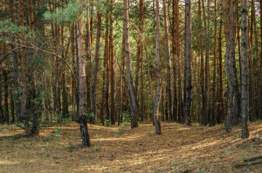 Sonbaharda eski iğne yapraklı orman