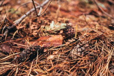 Sonbahar iğne yapraklı orman. Kuru çam kozalakları