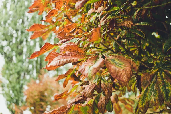 Κόκκινο το φθινόπωρο τα φύλλα της καστανιάς. Φθινόπωρο στην πόλη — Φωτογραφία Αρχείου