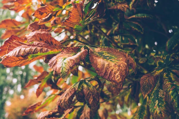 Sad autumn park. Autumn foliage of chestnut