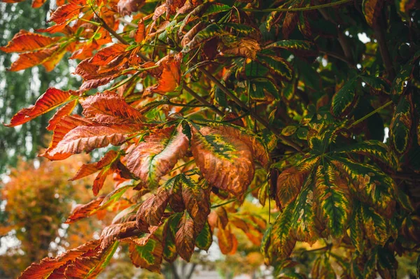 Κόκκινο το φθινόπωρο τα φύλλα της καστανιάς — Φωτογραφία Αρχείου