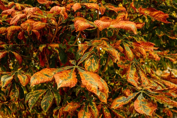 Withered autumn leaves of a chestnut tree. Autumn in the city — Stock Photo, Image