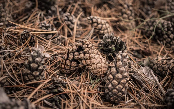 Cones de coníferas secas. Floresta de inverno pitoresca — Fotografia de Stock