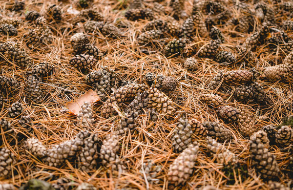 Dry coniferous cones. Winter New Year Decorations