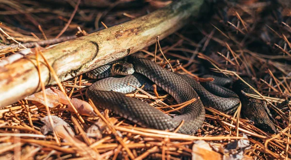 Dieren in het wild. Zwarte Woud Snake — Stockfoto