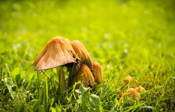 Verde Claro Bosque Otoño Soleado Champiñones Marrones Miel Agárica Fondo — Foto de Stock