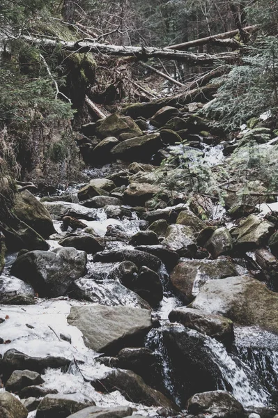 melting of the snow in the mountains. Cold mountain water flow. Nature reserve in the Carpathian Mountains. The nature of Europe