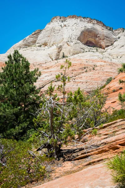 Мальовниче вивітрюванню пісковика скелі. Сіон Національний парк, штат Юта, США — стокове фото