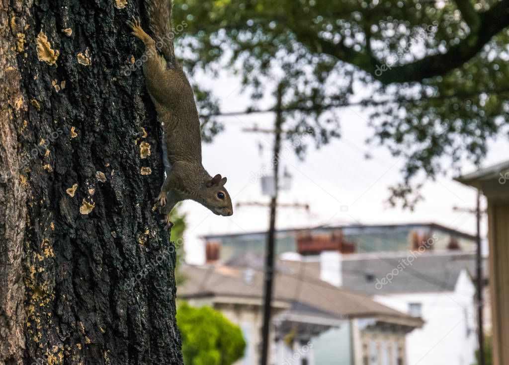 Squirrel in the city park. Walking through the streets of New Orleans