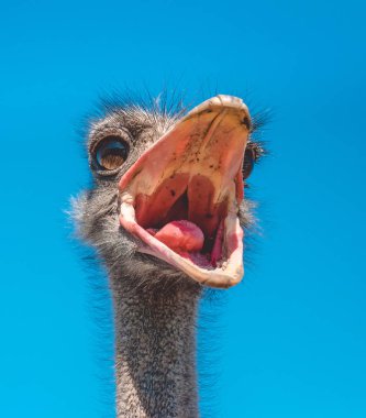 Komik hareketli devekuşu çığlık