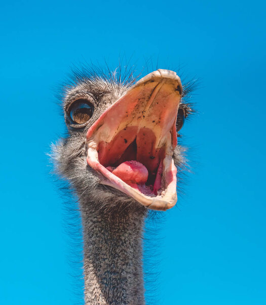 Funny screaming bustling ostrich