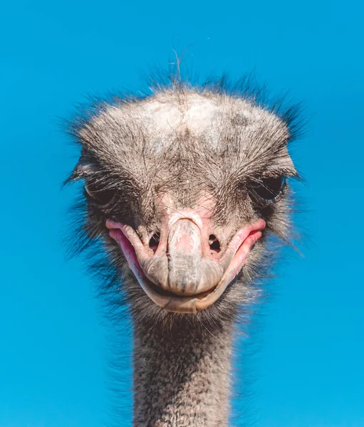 Serious pensive African ostrich