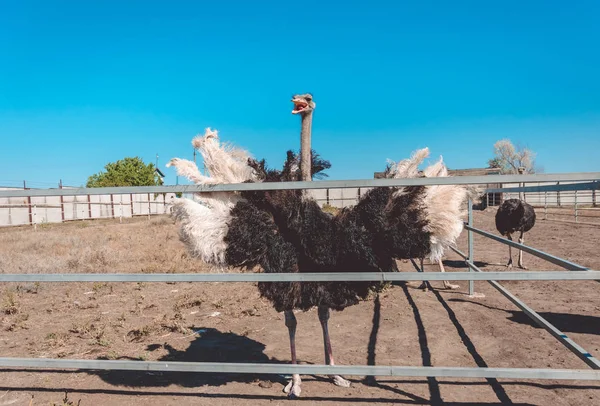 Drůbeží farma. Africké pštrosy v kleci — Stock fotografie