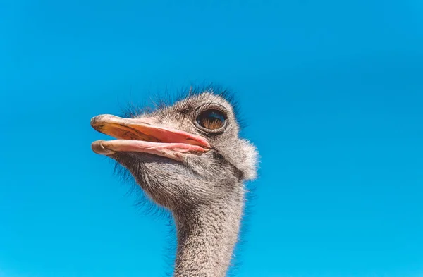 Забавні страуси. Птахофабрика — стокове фото