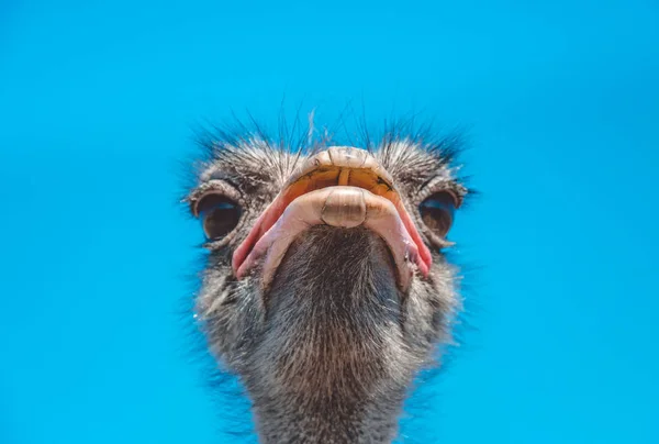 Заповедник дикой природы. Смешной африканский страус — стоковое фото