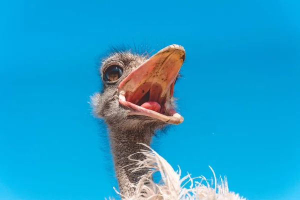Legrační emocionální nadýchané afrického pštrosa — Stock fotografie