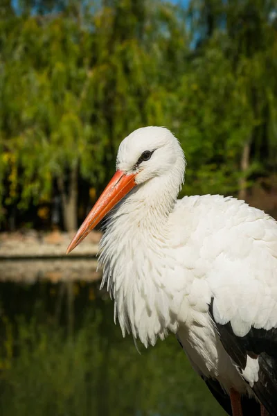 Animals in the wild. White Stork in the morning park