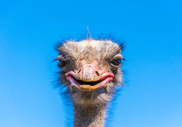 Αστεία αφρικανική στρουθοκαμήλου. Το κεφάλι του ζώου ένα γαλάζιο ουρανό — Φωτογραφία Αρχείου