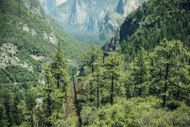 Yosemite Milli Parkı, California yaz gezisi. Pitoresk Vadisi ve kayalar