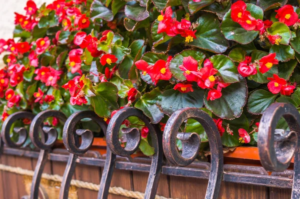 Färgglad höst i staden. Blommande hösten begonias på fönsterblecket — Stockfoto