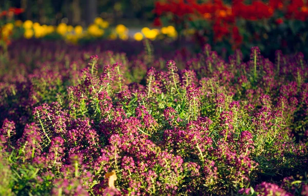 Florescendo jardim de outono no início da manhã — Fotografia de Stock