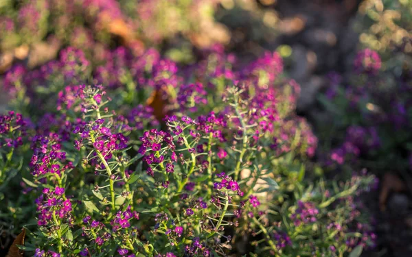 Blühender Herbstgarten am frühen Morgen. violetter Lavendel — Stockfoto