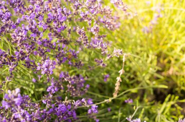 Yaz alanları. Aromatik çiçek mor lavanta. Güneşli yaz çayır ve kır çiçekleri