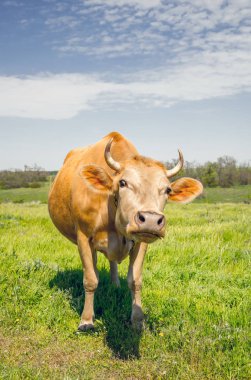 Mera inek. Huzurlu kırsal manzara