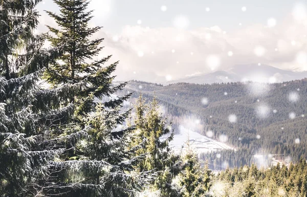 圣诞白雪覆盖的森林。冬季森林中的降雪 — 图库照片