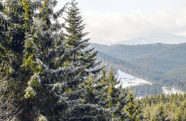 圣诞白雪覆盖的森林。冬天森林风景 — 图库照片
