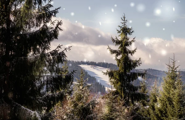 风景如画的冰雪覆盖的冬季冷杉林 喀尔巴阡山的美景 在圣诞假期旅行 — 图库照片