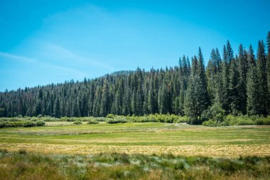 Alanlar, ormanlar ve çayırlar Yosemite Vadisi. California, Amerika Birleşik Devletleri