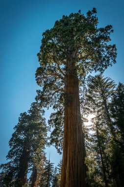 Sequoia Ulusal Parkı 'ndaki Giant Sequoias, Kaliforniya, ABD