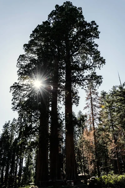 Anciennes Séquoias Majestueux Dans Parc National Sequoia Californie États Unis — Photo