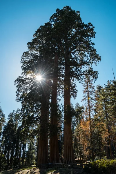 Üç dev redwoods Sequoia National Park, Kaliforniya, ABD — Stok fotoğraf