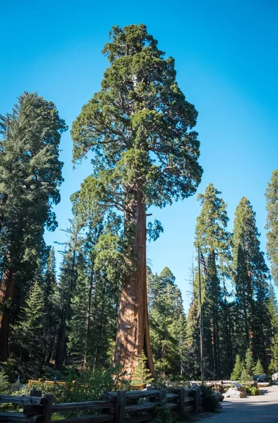 Sequoia, Sequoia National Park, California, ABD ayar güneş ışınlarının içinde — Stok fotoğraf